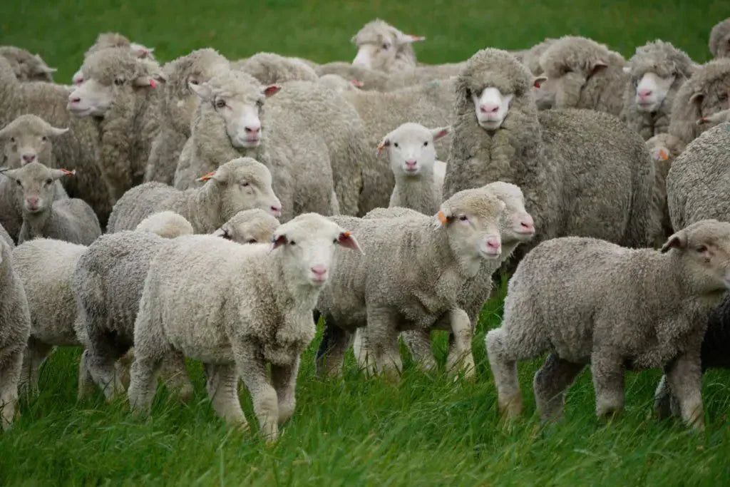 Why Merino Wool Socks Are a Game-Changer | Moggans