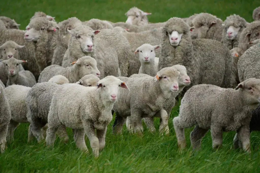 Merino sheep grazing in a field, illustrating the natural source of Moggans wool